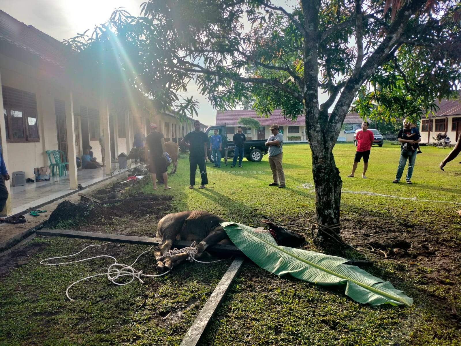 UNPARI Tebar Semangat Kurban: 5 Ekor Sapi dan 1 Kambing Dipotong di Hari Raya Idul Adha 1446 H